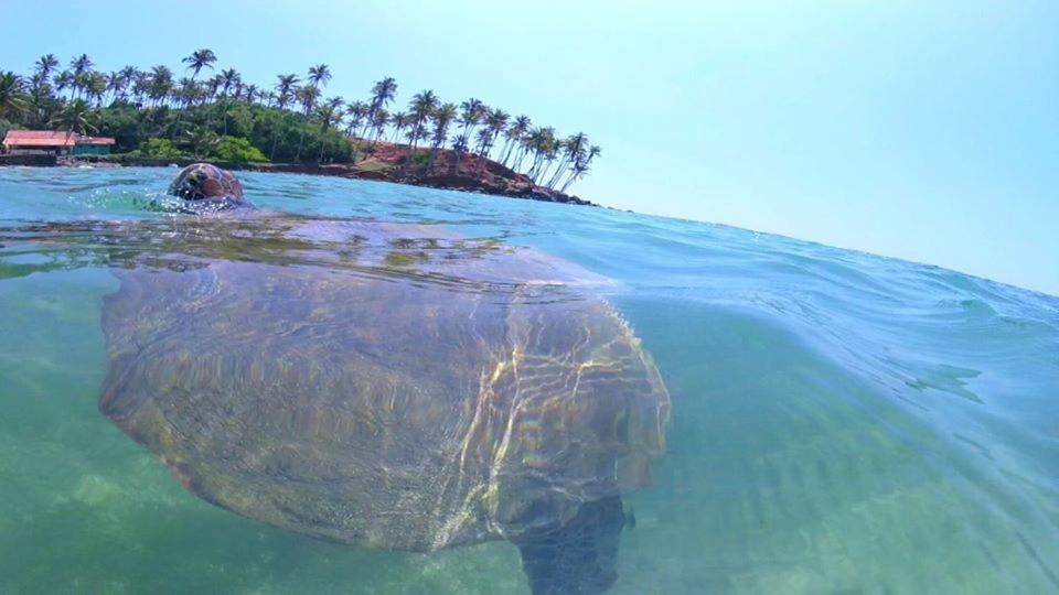 Hotel Coconut Reach Mirissa Zewnętrze zdjęcie